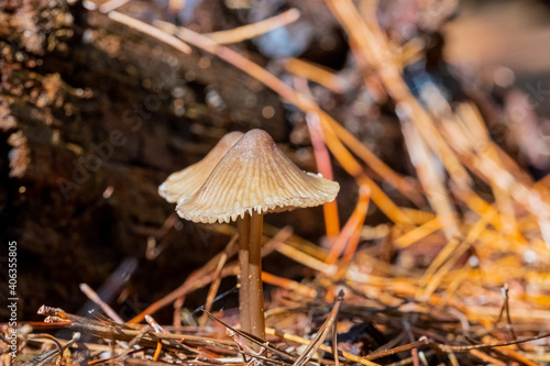 Selective focus shot of two wild mushrooms growing in the forest ground in Cape Town, South Africa photo