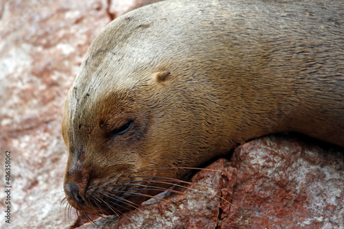 Close-up of a South American Sea Lion (Otaria flavescens) resting on a Rock. Ballestas Islands, Peru