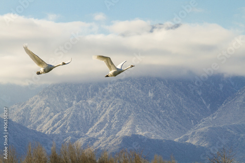 北アルプスと飛翔する白鳥の群れ