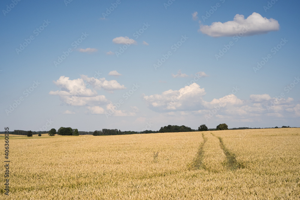 Ripe wheat grain field under a blue sky with vehicle track