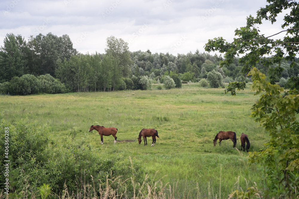 Four brown horses in a green countryside