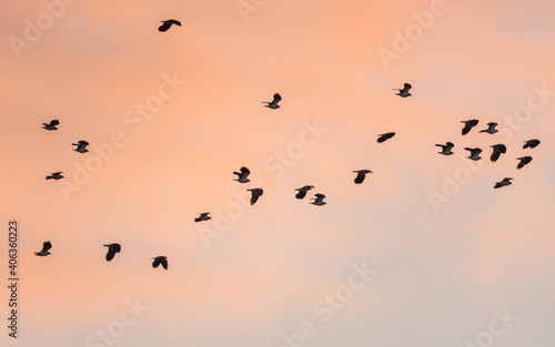 Northern lapwing, Vanellus vanellus in flight on sunrise time