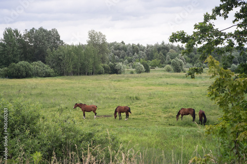 Four brown horses in a green countryside