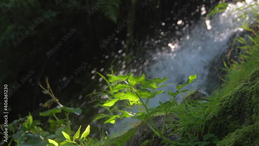 Green leaf is brightly illuminated by ray of sun. Bank of mountain stream with vegetation and moss. In blur, can see splash of waterfall and fern leaves. Spring mood of beginning of day. Green leaf is brightly illuminated by ray of sun. Bank of mountain stream with vegetation and moss. In blur, can see splash of waterfall and fern leaves. Spring mood of beginning of day.