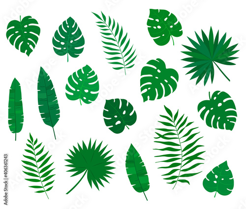 Set of green exotic tropical leaves. Silhouettes of tropical leaves - coconut, Monstera Deliciosa, fan palms, fern, banana. Hand drawn jungle elements Isolated on white background. Vector flat style.