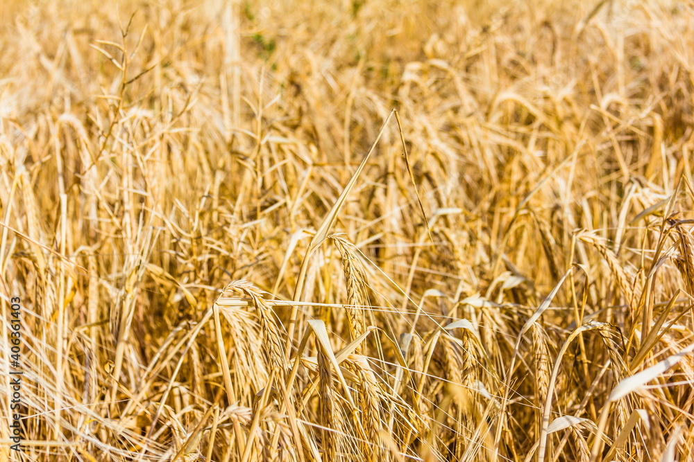 yellow cereal field selective focus yellow cereal field selective focus