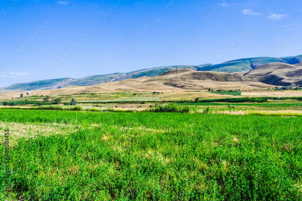 Obraz premium blooming meadows in the hills on a sunny day