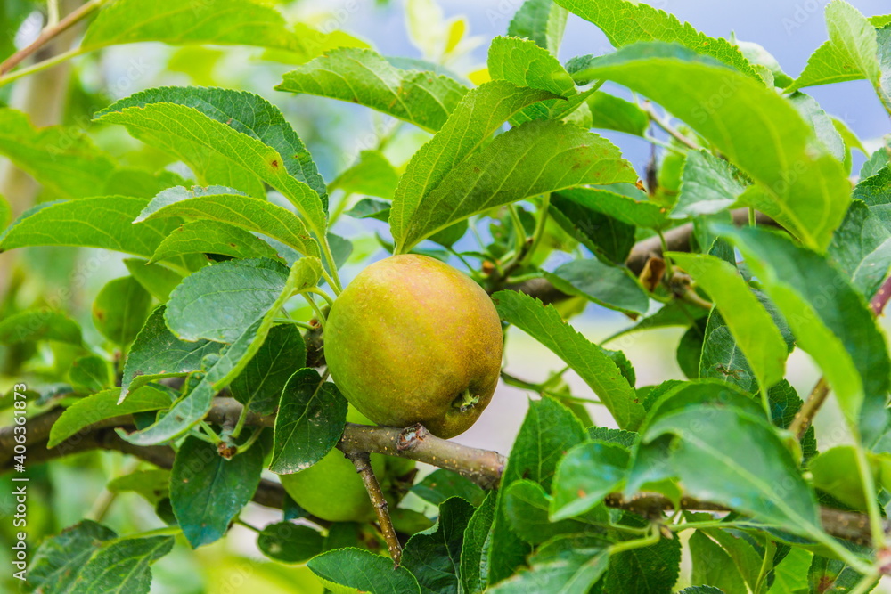apple hanging on the apple tree branch selective focus