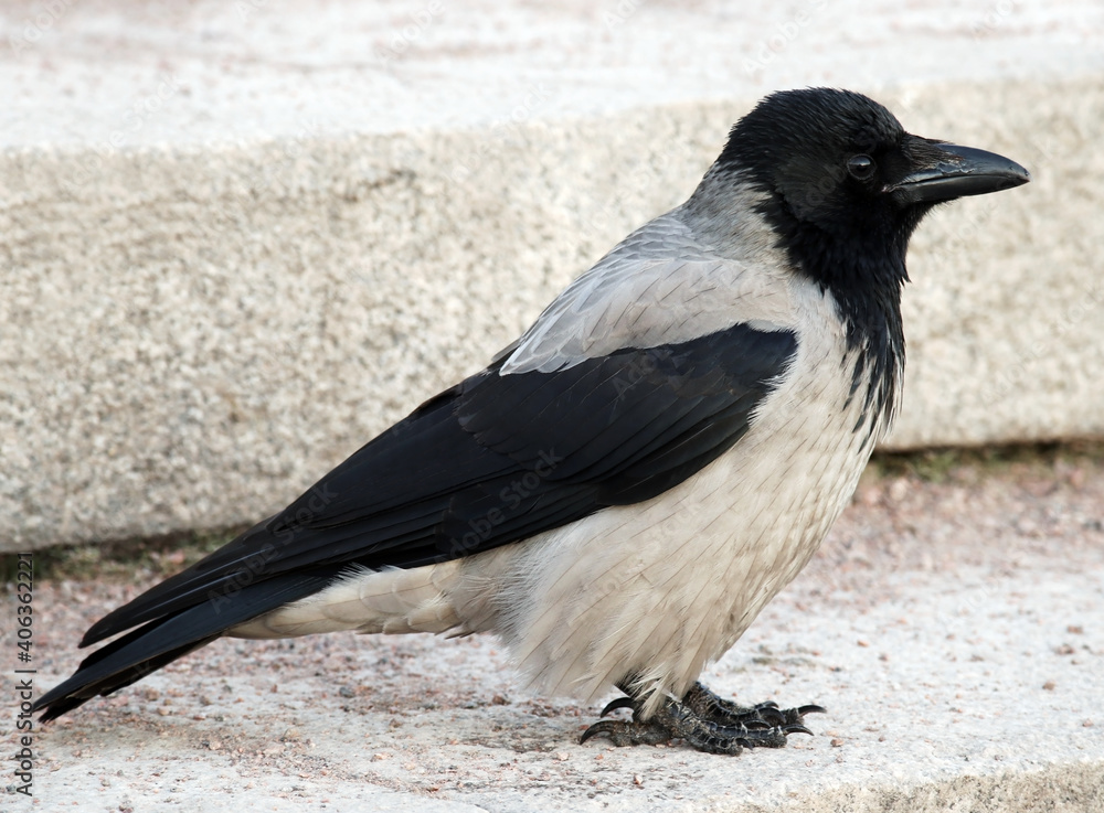 Obraz premium City hooded crow