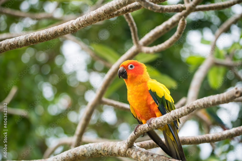 Sun Conure parrot bird on tree branch Sun Conure parrot bird on tree branch