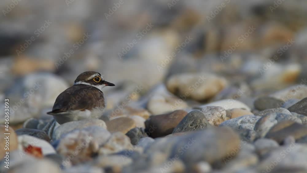 The little ringed plover on gravel bar from the Drava River The little ringed plover on gravel bar from the Drava River