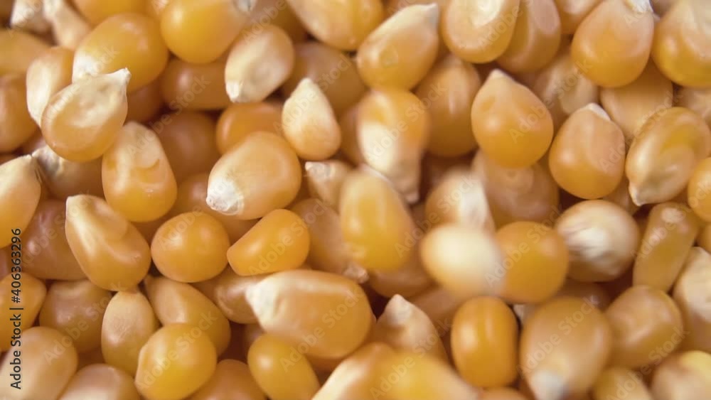 Pouring corn seeds to make popcorn. Macro shot. Spin and Fall. Slow motion Pouring corn seeds to make popcorn. Macro shot. Spin and Fall. Slow motion