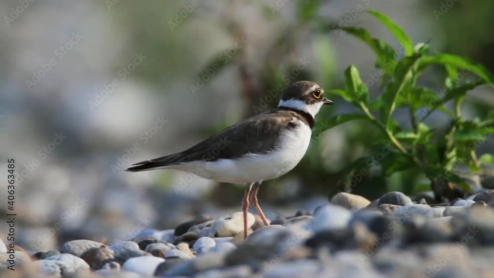The little ringed plover on gravel bar from the Drava River The little ringed plover on gravel bar from the Drava River