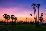 Sugar palm and paddy rice field with twilight sky