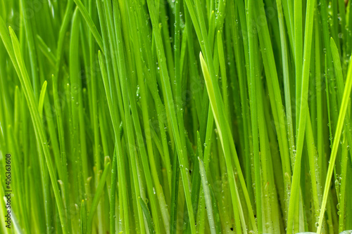 Green Grass. Fresh green spring grass with dew drops closeup  texture  background. 