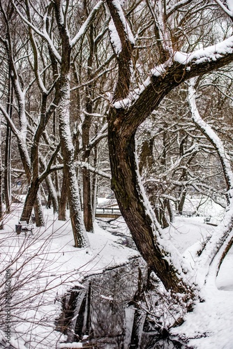Landscape with views of the stream in the winter forest
