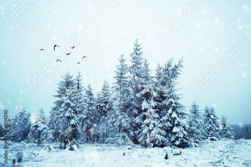 Winter im Wald © Jenny Sturm