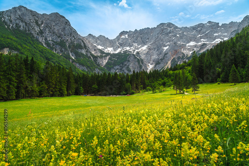 Summer alpine scenery with flowery glade and mountains, Slovenia © janoka82
