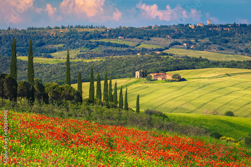 Red poppy fields and Vitaleta chapel in background, Tuscany, Italy photo