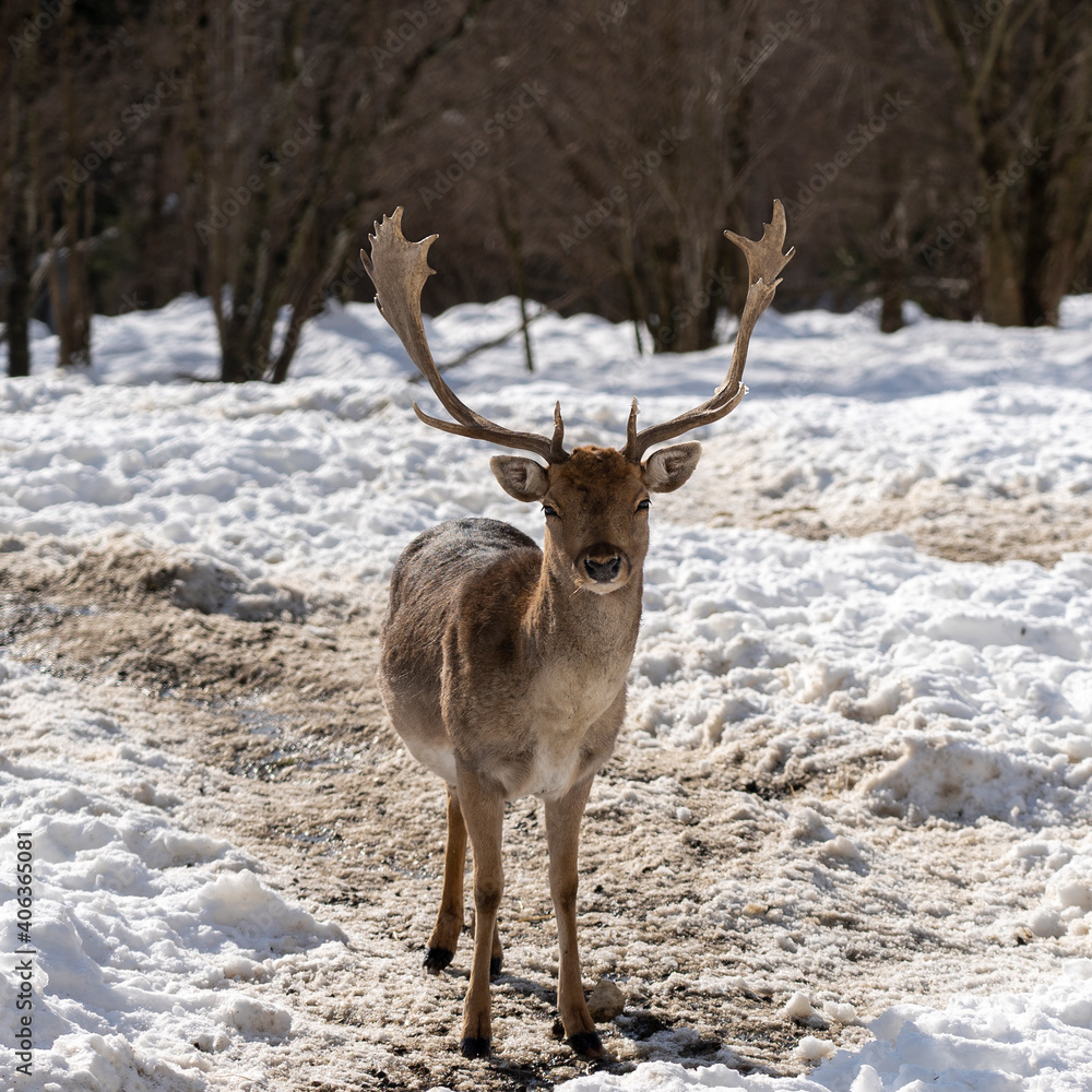 male fallow deer in a snowy forest - European fallow deer with broad horns