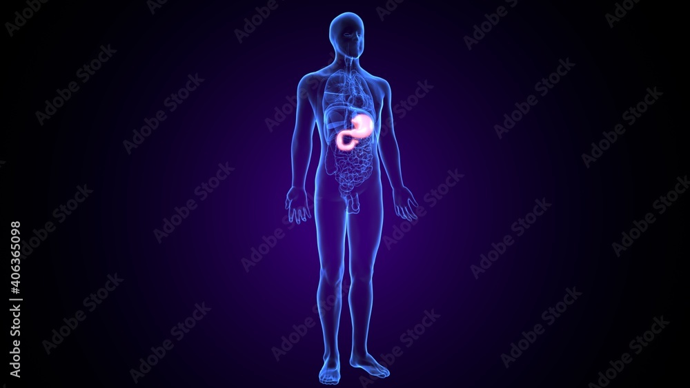 3d illustration of human body digestive system stomach anatomy 3d illustration of human body digestive system stomach anatomy