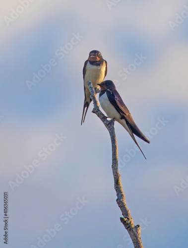 The barn swallow (Hirundo rustica) is the most widespread species of swallow in the world. photo