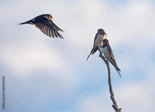 The barn swallow (Hirundo rustica) is the most widespread species of swallow in the world. photo