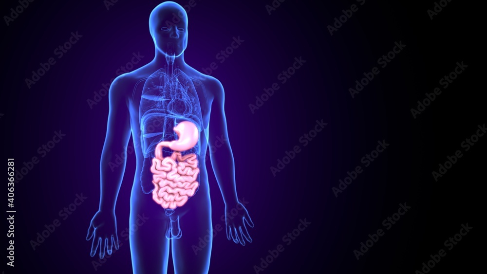 3d illustration of human body stomach with small intestine anatomy 3d illustration of human body stomach with small intestine anatomy