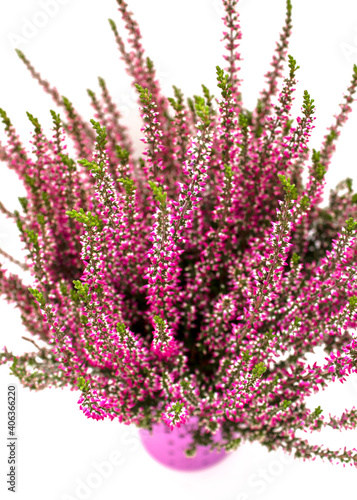 Autumn purple Heather Flowers, Erica L flower with small depth of field.In the pot isolated on white background. Selective focus.Raw photo.Macro.Image