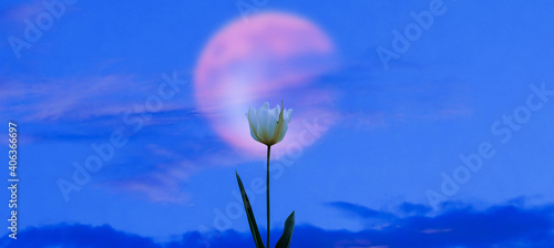 a flower against a beautiful sky and sun.
