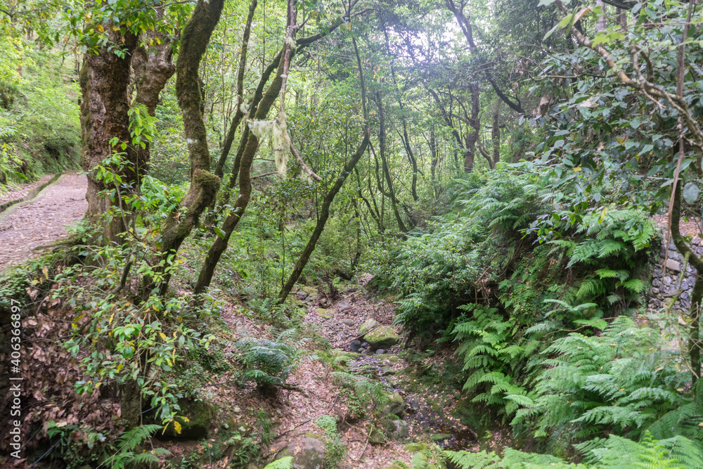 Rainforest Levada Trail on Madeira Island Rainforest Levada Trail on Madeira Island
