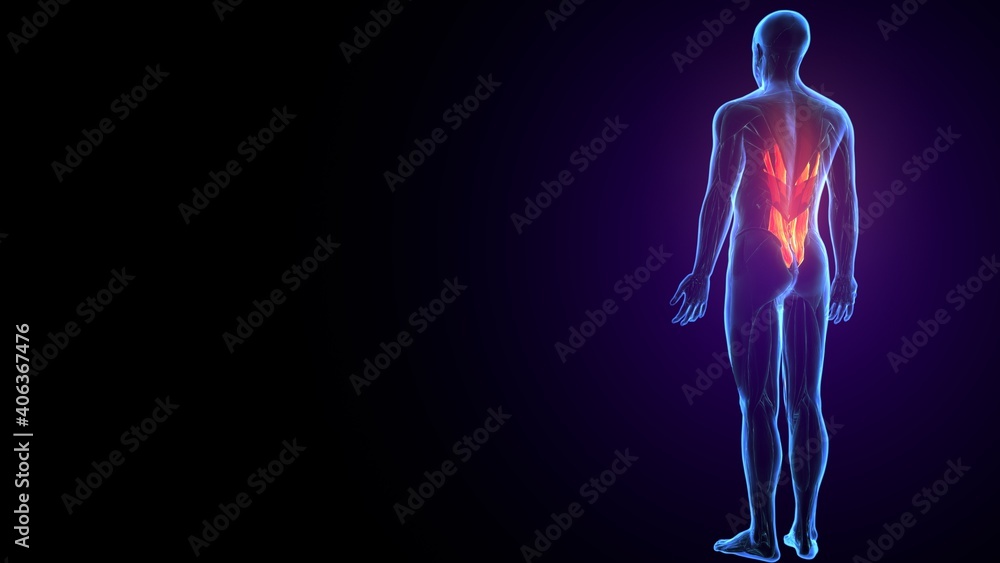 3d illustration of human body muscle parts anatomy. 3d illustration of human body muscle parts anatomy.
