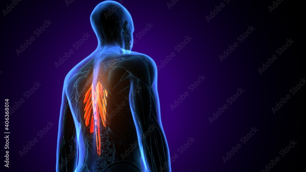 3d illustration of human body muscle parts anatomy. 3d illustration of human body muscle parts anatomy.