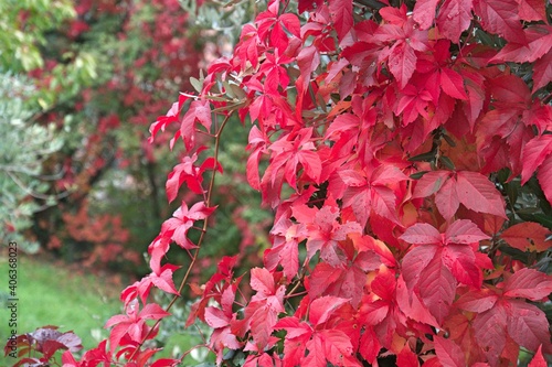 red leaves in full autumn