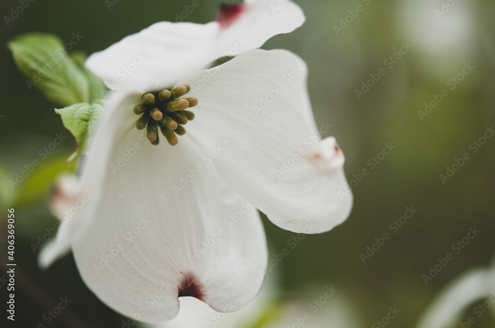 Dogwood Tree Blossom on the left Dogwood Tree Blossom on the left