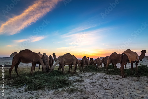 Landscape with group of camels in Al-Sarar desert  SAUDI ARABIA.