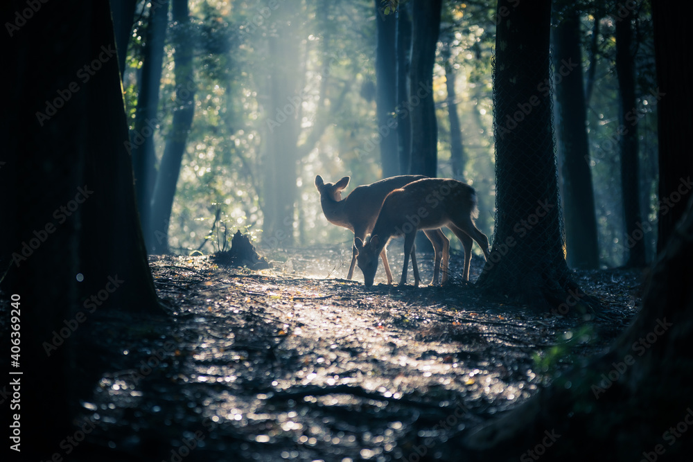 奈良県-奈良公園（飛火野）【鹿と紅葉】 Stock Photo | Adobe Stock