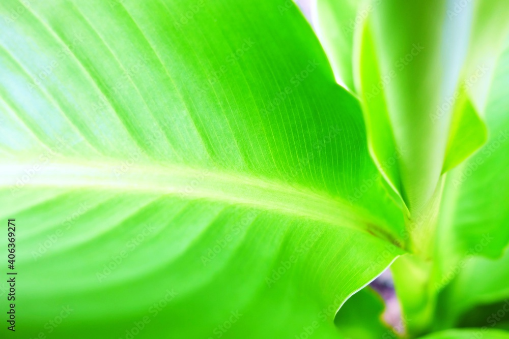 Close up Green Leaves Background with Light Leak, Suitable for Nature Concept. Close up Green Leaves Background with Light Leak, Suitable for Nature Concept.