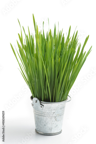 Green wheat sprouts in bucket isolated on white.