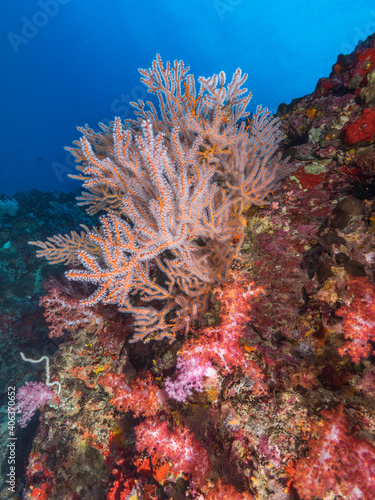 Gorgonian coral with fully opened polyps (Mergui archipelago, Myanmar)
