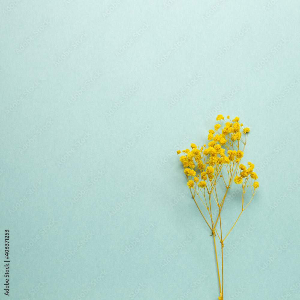 Fototapeta Yellow gypsophila dry flowers on mint green background. flat lay, top view, copy space