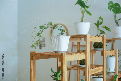 Plants on pot with wooden rack at home