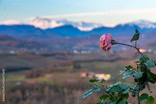 Winter sunset in the vineyards of Collio Friulano photo