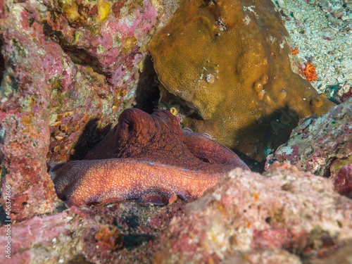 Reef octopus lurking between rocks  Mergui archipelago  Myanmar 