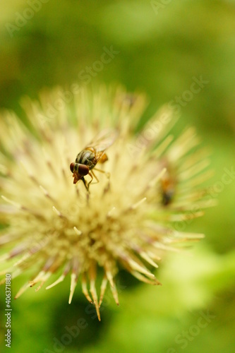Macro photography of fly on white flower with natural green background