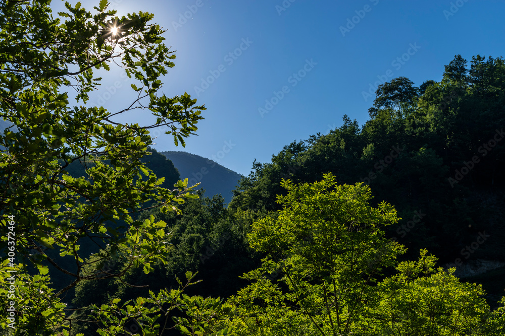trees and blue sky