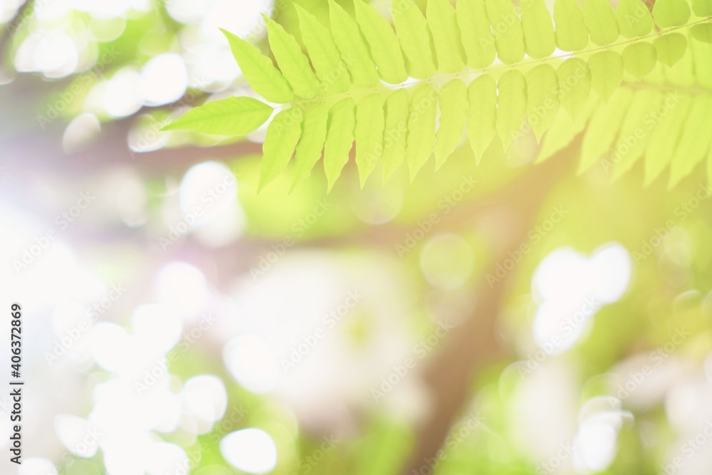 Obraz premium Green Leaves with Blurred Garden Background with Beautiful Bokeh in the Garden, Suitable for Product Presentation.