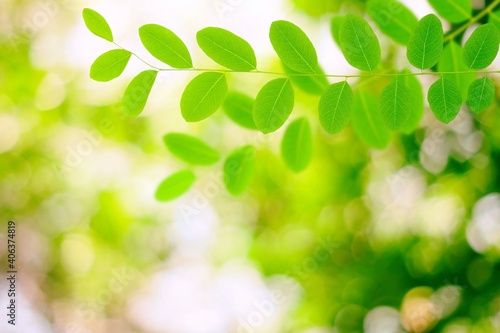 Green Leaves with Blurred Bokeh of Garden Background.