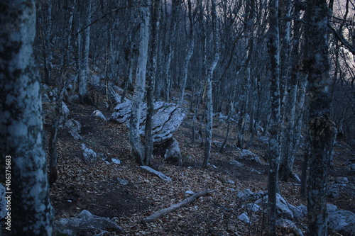 mountain forest