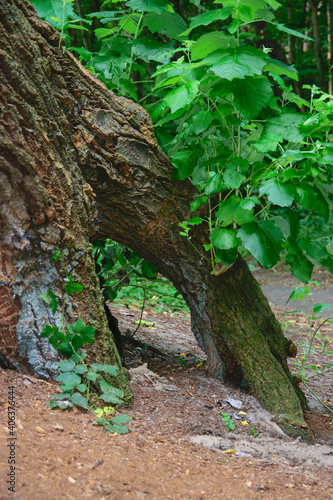 Fototapeta Naklejka Na Ścianę i Meble -  fallen tree root grown back in the ground